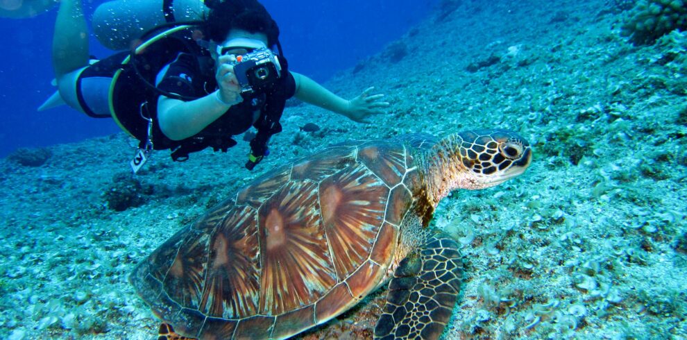 Scuba diver captures a close-up shot of a sea turtle in its natural habitat.