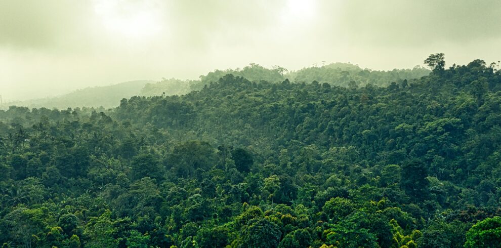 Explore the lush greenery and misty atmosphere of the Indonesian rainforest in Banten.