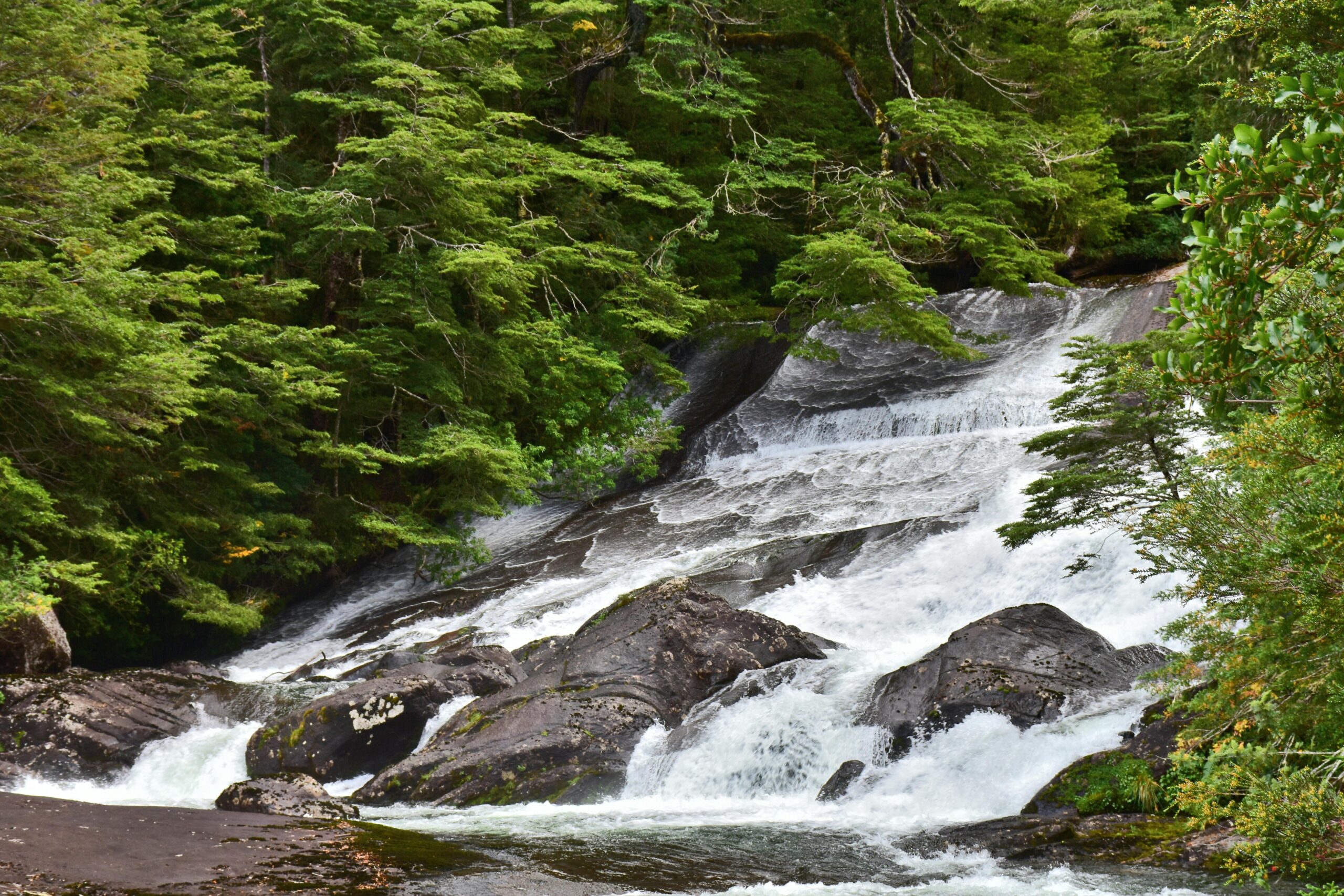A serene waterfall cascades through vibrant green forest foliage, creating a tranquil natural scene.